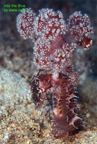 14may2019_Coral cove_Sabang_Philippines04-1.jpg