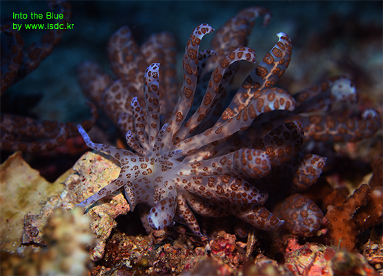 14may2019_Coral cove_Sabang_Philippines08-1.jpg