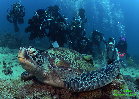 Sabang wreck_Sabang_Philippines_12may201904-1.jpg