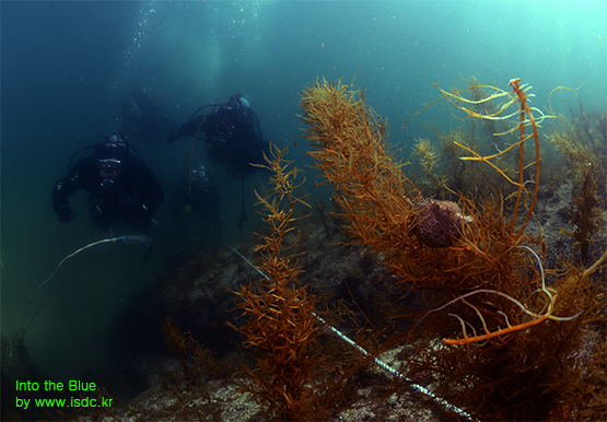 Gangwon_Cheongganjeong_House reef_26may201901-1.jpg