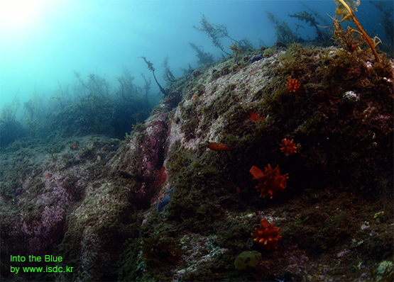 Gangwon_Cheongganjeong_House reef_26may201902-1.jpg