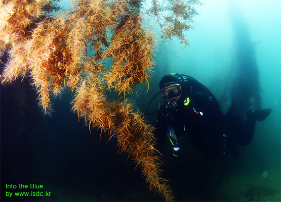 Gangwon_Cheongganjeong_House reef_26may201904-1.jpg