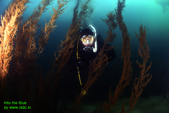 Gangwon_Cheongganjeong_House reef_26may201907-1.jpg