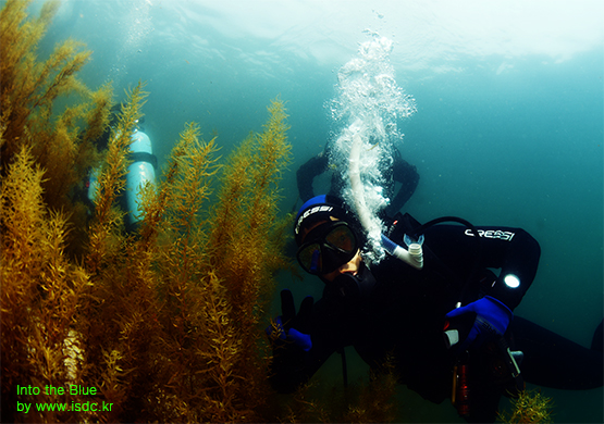 Gangwon_Cheongganjeong_House reef_26may201912-1.jpg